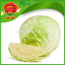 Frischer Grünkohl / Kohl aus China / Neuer Erntekohl